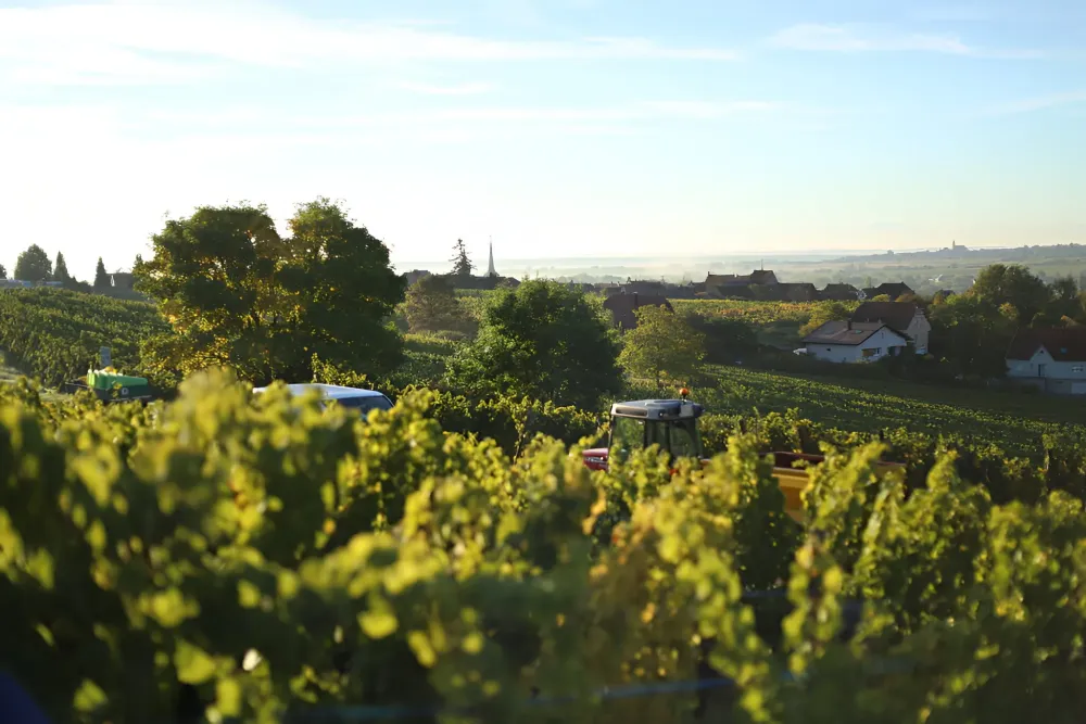 domaine