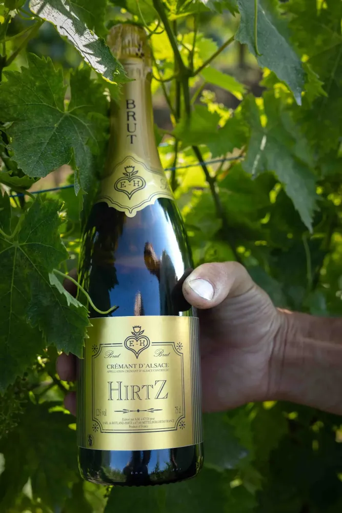 Vins près de Barr