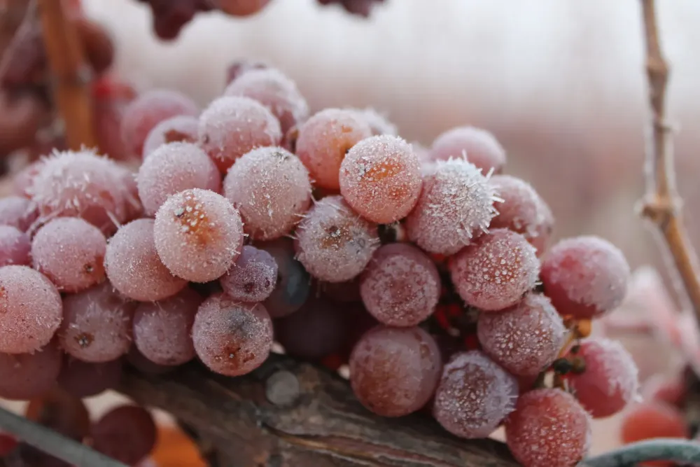 raisin-rouge