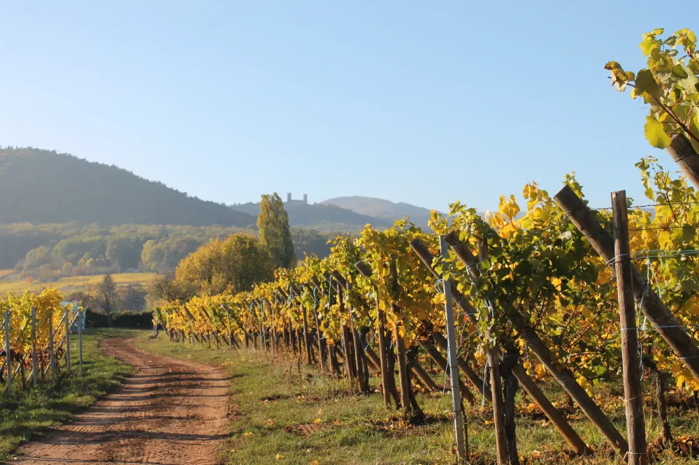 vignes (2)
