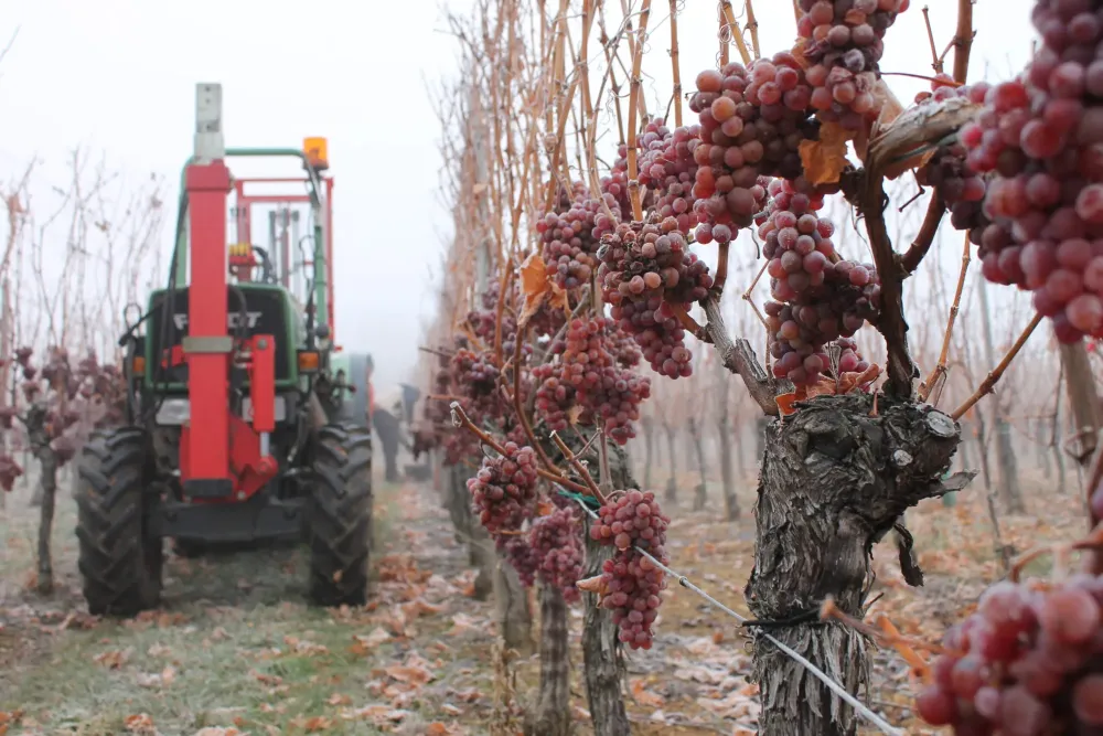 vignes (3)
