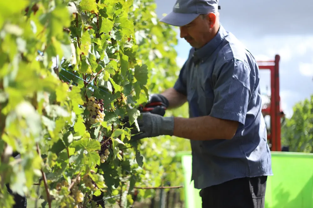 Vigneron près de Barr