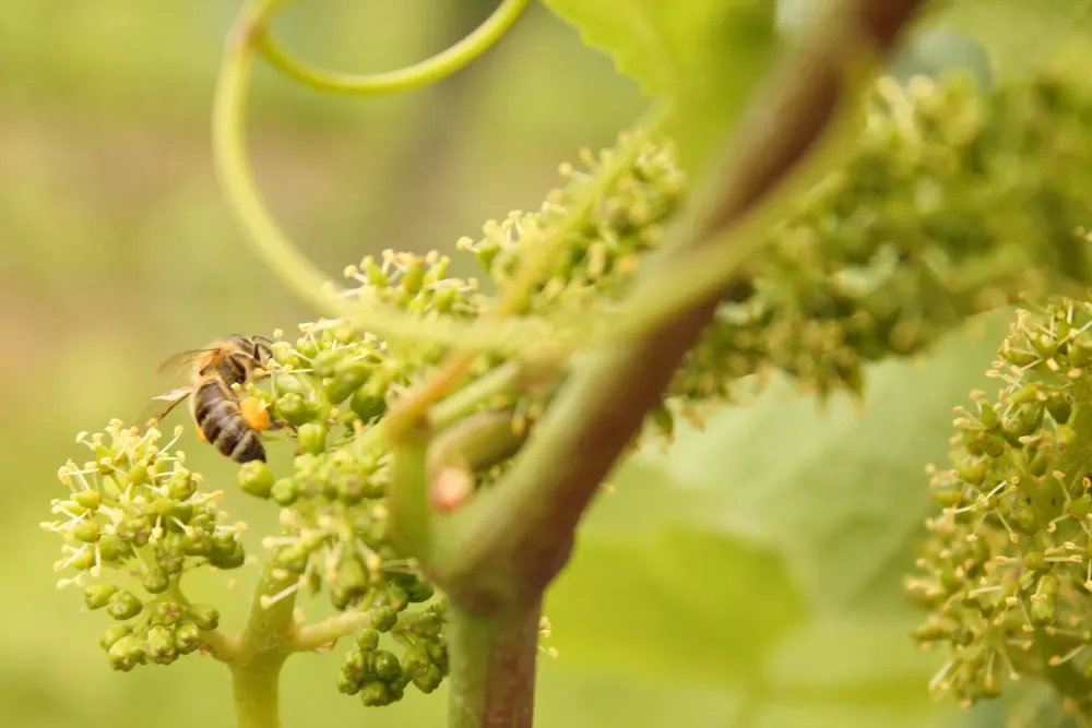 abeille (3)