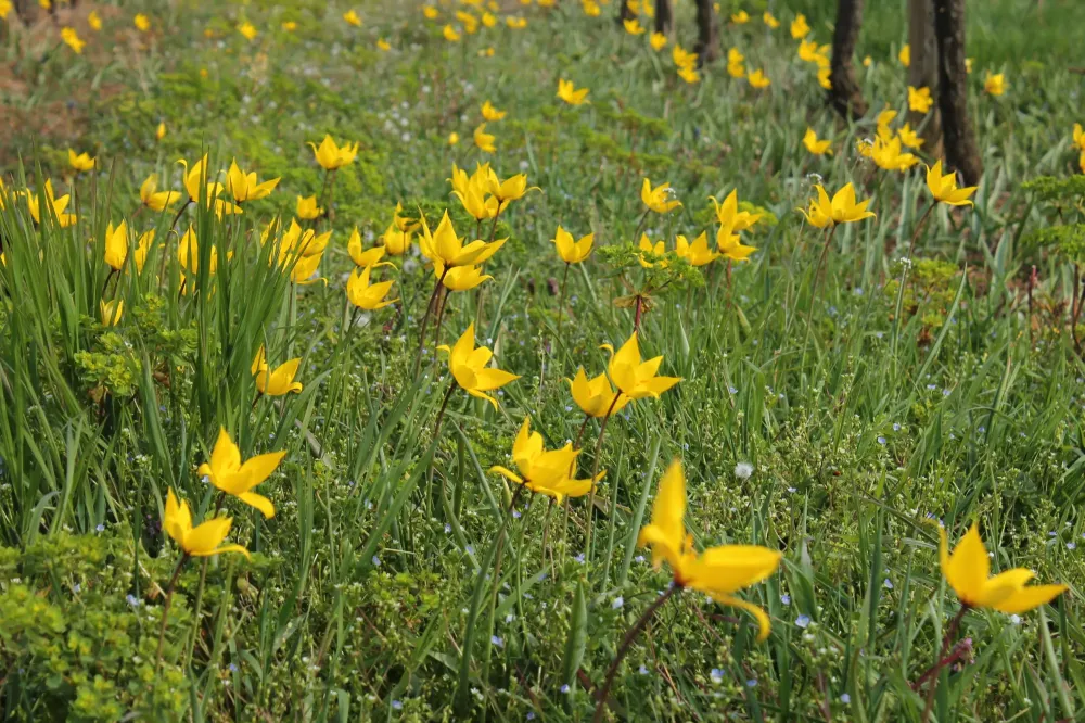 fleurs