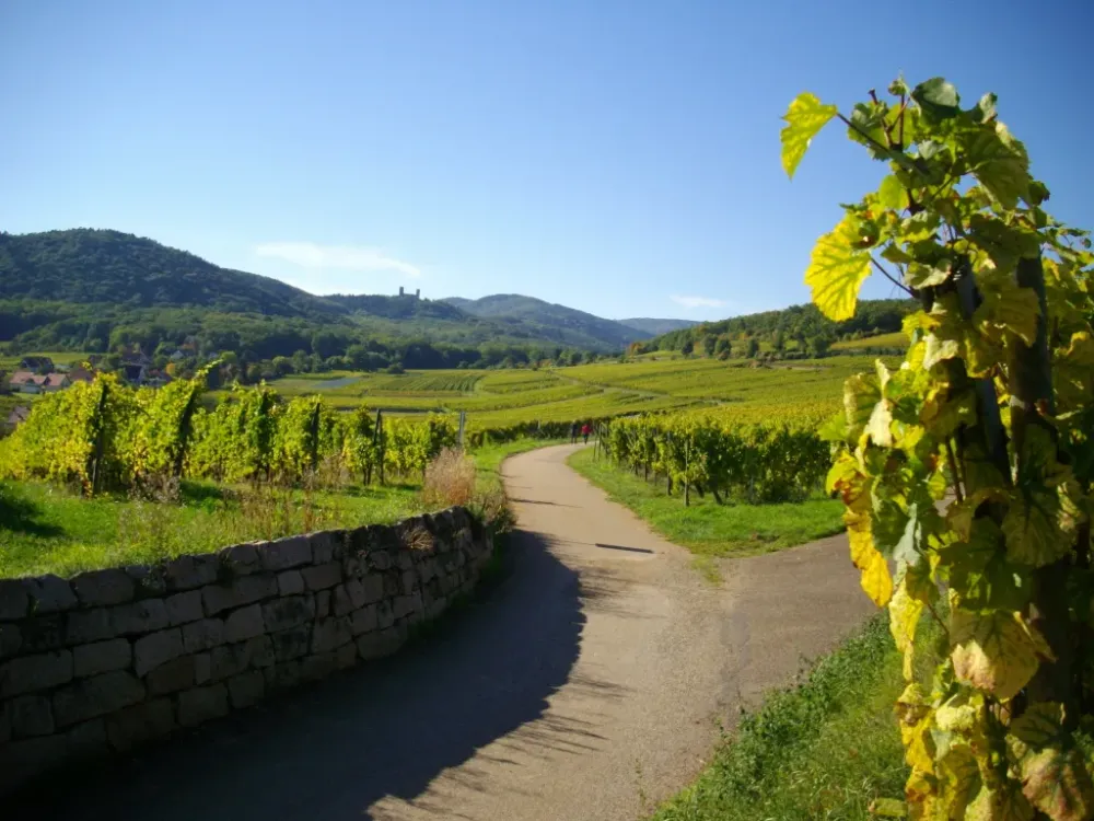 vignoble
