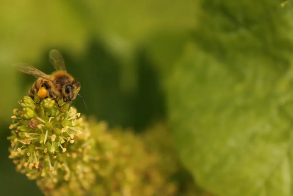 abeille (2)