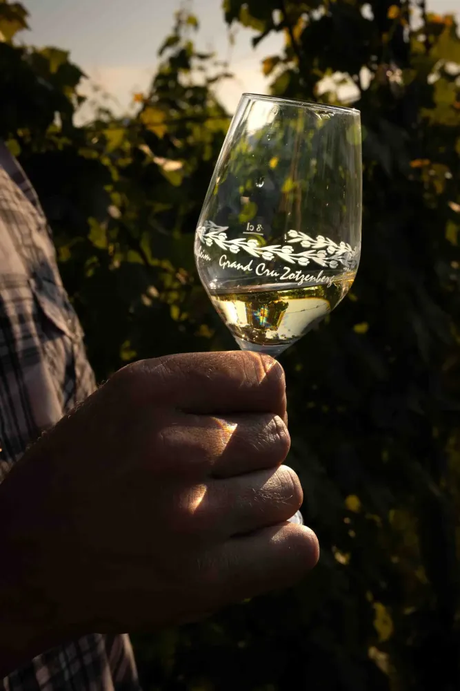 Riesling près de Barr