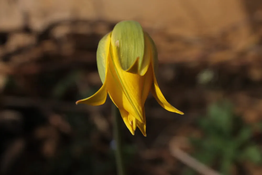 fleur-3