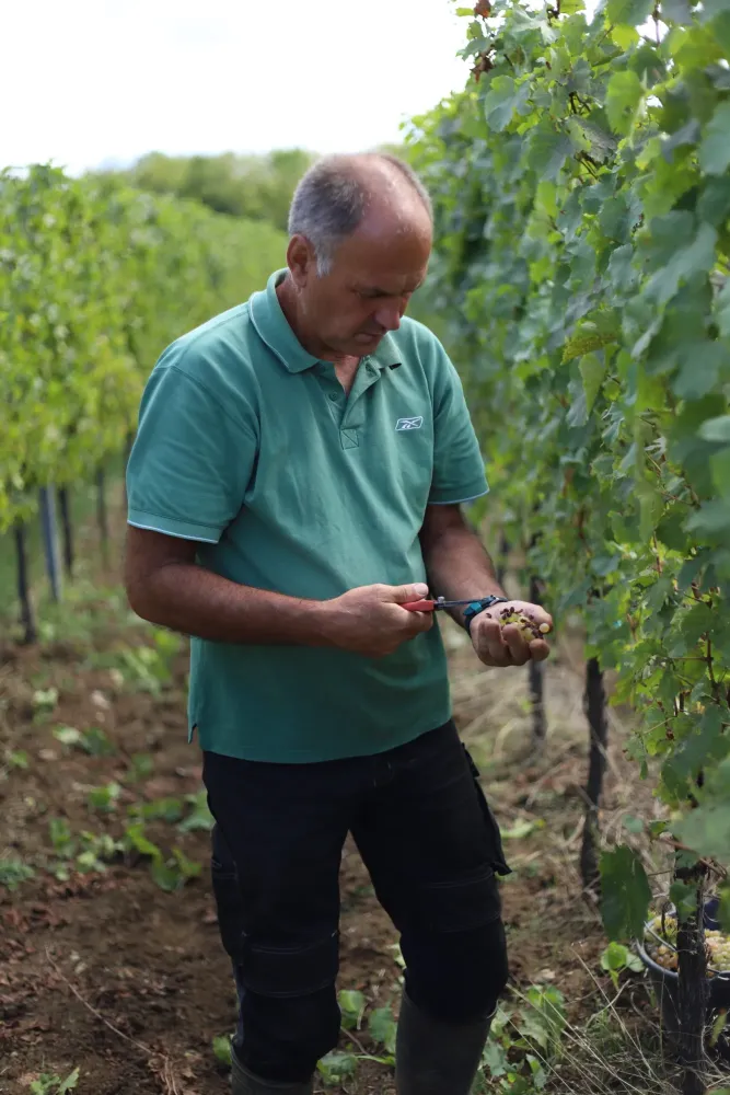 vendanges (2)
