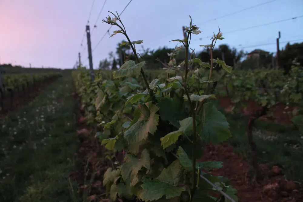 vignes