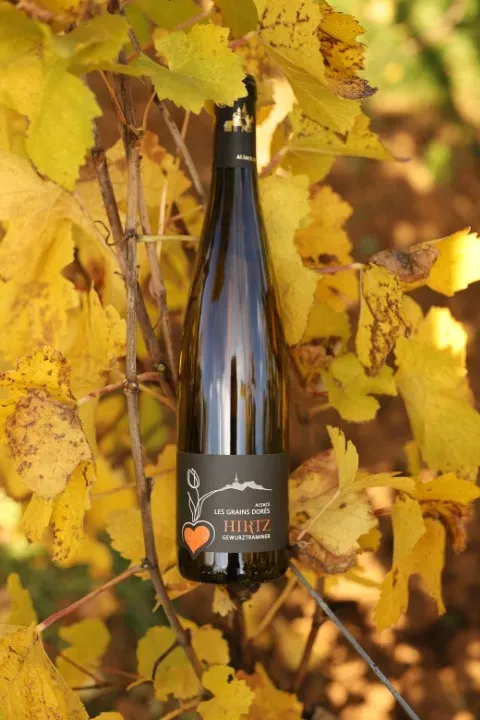 Photo Gewurztraminer Grains Dorés (web)webp