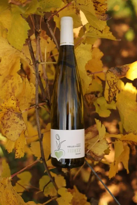 Photo Muscat Vieilles Vignes (web)