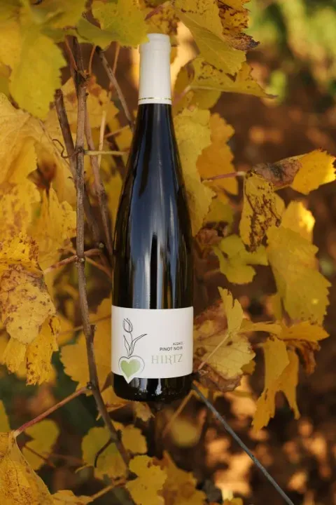 Photo Pinot Noir (web)