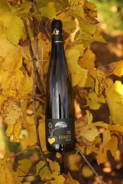 Photo Riesling Stein (web)