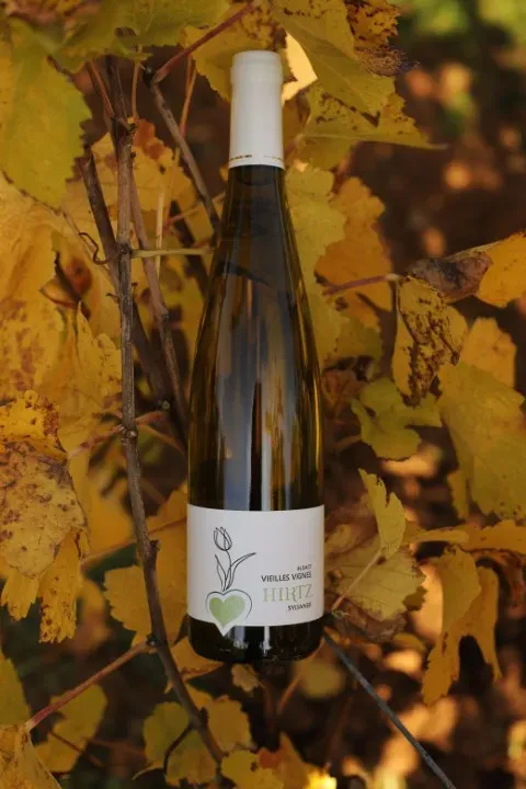 Photo Sylvaner Vieilles Vignes (web)